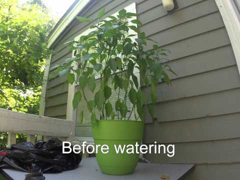 Time Lapse of Watering a Jalapeno Plant