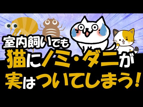 ネコノミ:見分け方、原因、解決策