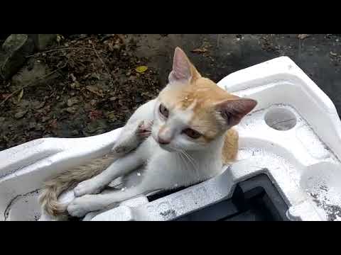 cat pajju is busy destroying the sponge 🧽😂#cats #viralvideo #shortsyoutube