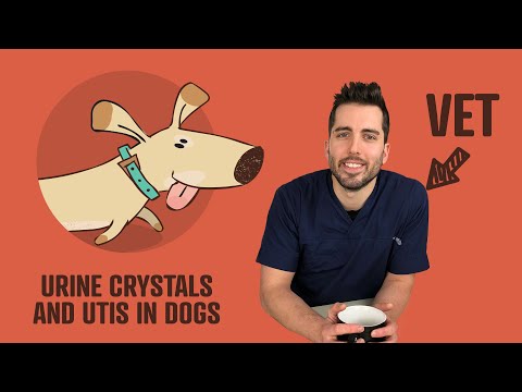 Urine Crystals (UTIs) In Dogs - Causes, Treatment, And More | Vet Explains