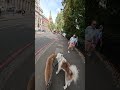 Walking Through London With My Dogs Youtube Dog Husky Youtubeshorts Cute Vlogging Pets