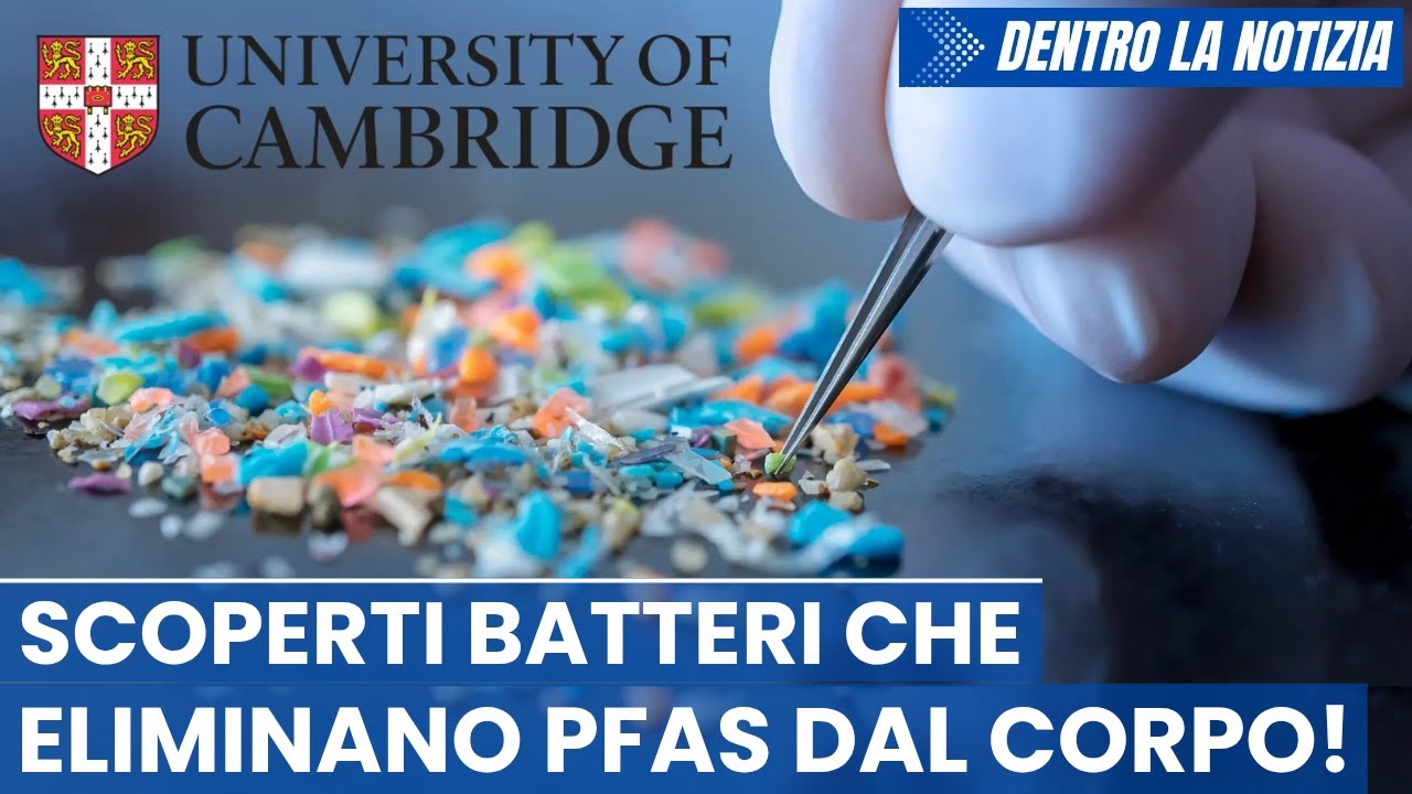 Univ. Cambridge scopre 9 specie di batteri intestinali che assorbono in pochi minuti il 75% dei PFAS