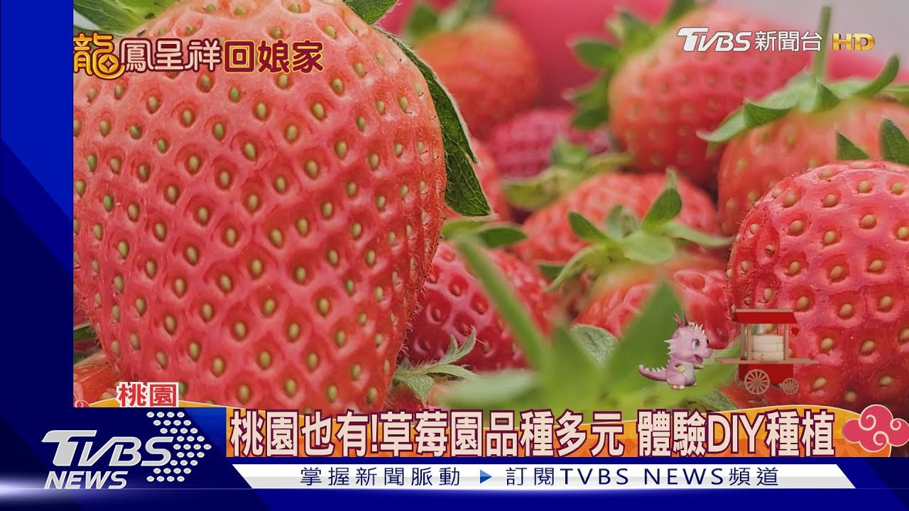 桃園也有草莓園!品種多元 體驗DIY種植