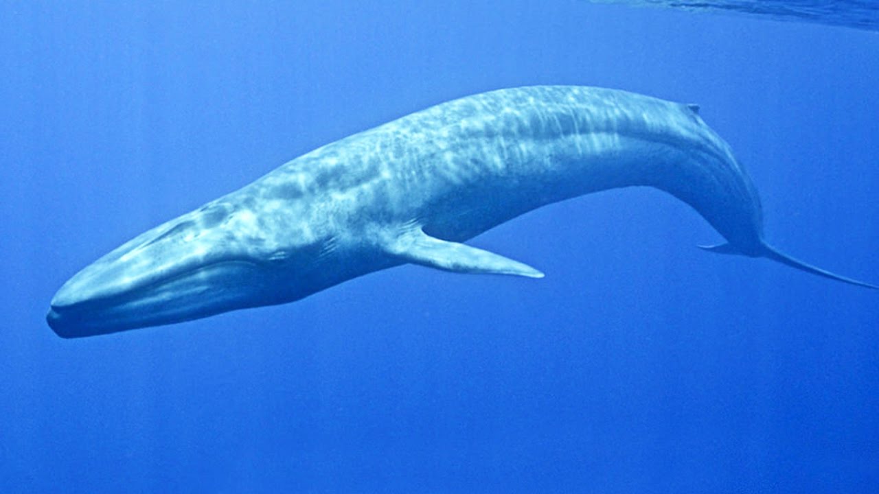 Blue whale : the world largest animal