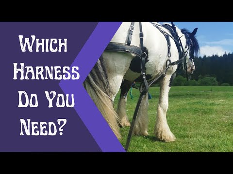 , title : 'Which harness is right for your horse? -Training, carriage driving, and draft work!'