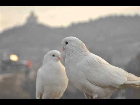 datuna sirbiladze-witelpexeba mtredebo