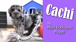 Cachi the BLUE MERLE Mini Cockapoo AVAILABLE at DeazDoodleRanch.com