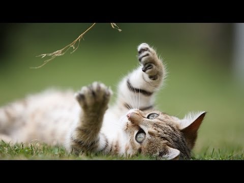 Should You Give Your Cat Catnip? | Cat Care