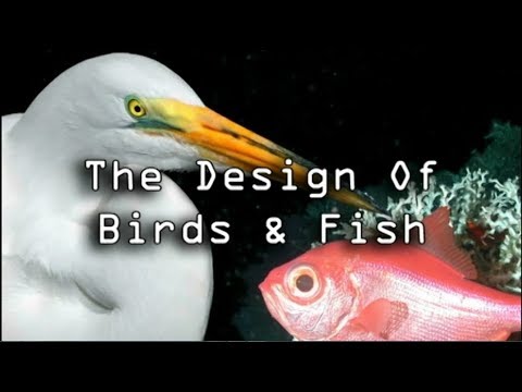 An Intelligent Creation 04 – The Design of Birds & Fish Pastor Billy Crone (2007)