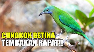 Download lagu KICAU MASTERAN CUCAK CUNGKOK BETINA GACOR FULL TEMBAKAN RAPAT DI KANDANG AVAIRY SEDERHANA mp3