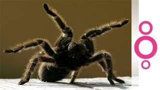 How can tarantula venom help with pain? - do you know?