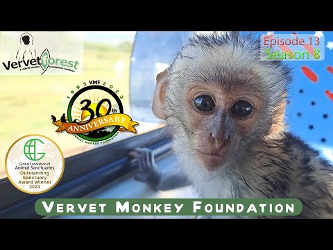 Heatwave Tragedy: 3 Orphan Baby Monkeys Arrive Amidst Heartbreaking Loss at the Foundation