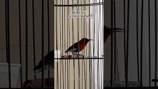 Download lagu SUARA PANGGILAN BURUNG SEPAH RAJA || PANCINGAN SEPAH RAJA BUNYI #sepahraja #sepahrajagacor mp3 Download lagu SUARA PANGGILAN BURUNG SEPAH RAJA || PANCINGAN SEPAH RAJA BUNYI #sepahraja #sepahrajagacor mp3