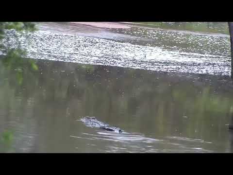 Djuma: Crocodile swimming to shallow end of dam - 06:11 - 03/01/2023