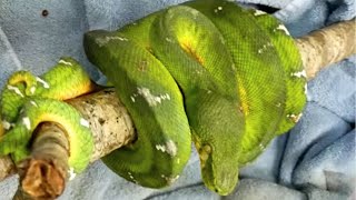 NEW AWESOME TREE BOA!! My RESPONSE to the RESPONSE for Spider Balls!! | BRIAN BARCZYK