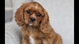Video preview image #1 Cavalier King Charles Spaniel Puppy For Sale in NARVON, PA, USA