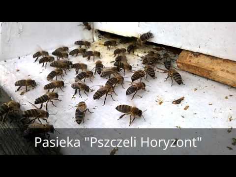 Mięśnie piersiowe ulga w domu Kulturystyka domu przed i po