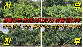 감귤나무 전정(가지치기) : 이게 맞나??, 감귤나무 전정방식, 전정은 직접해보기, 전정과 감귤수량??