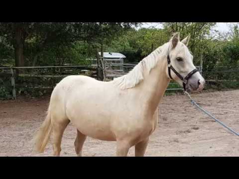 Palomino Ponystute Donnerlittchen von Diamond Touch aus der St.Pr.St. Maskottchen von Mister Right