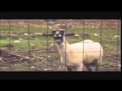 Whitney Houston - I Will Always Love You ( feat. Goat )