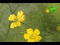 Земля святых. Анна Падылина 