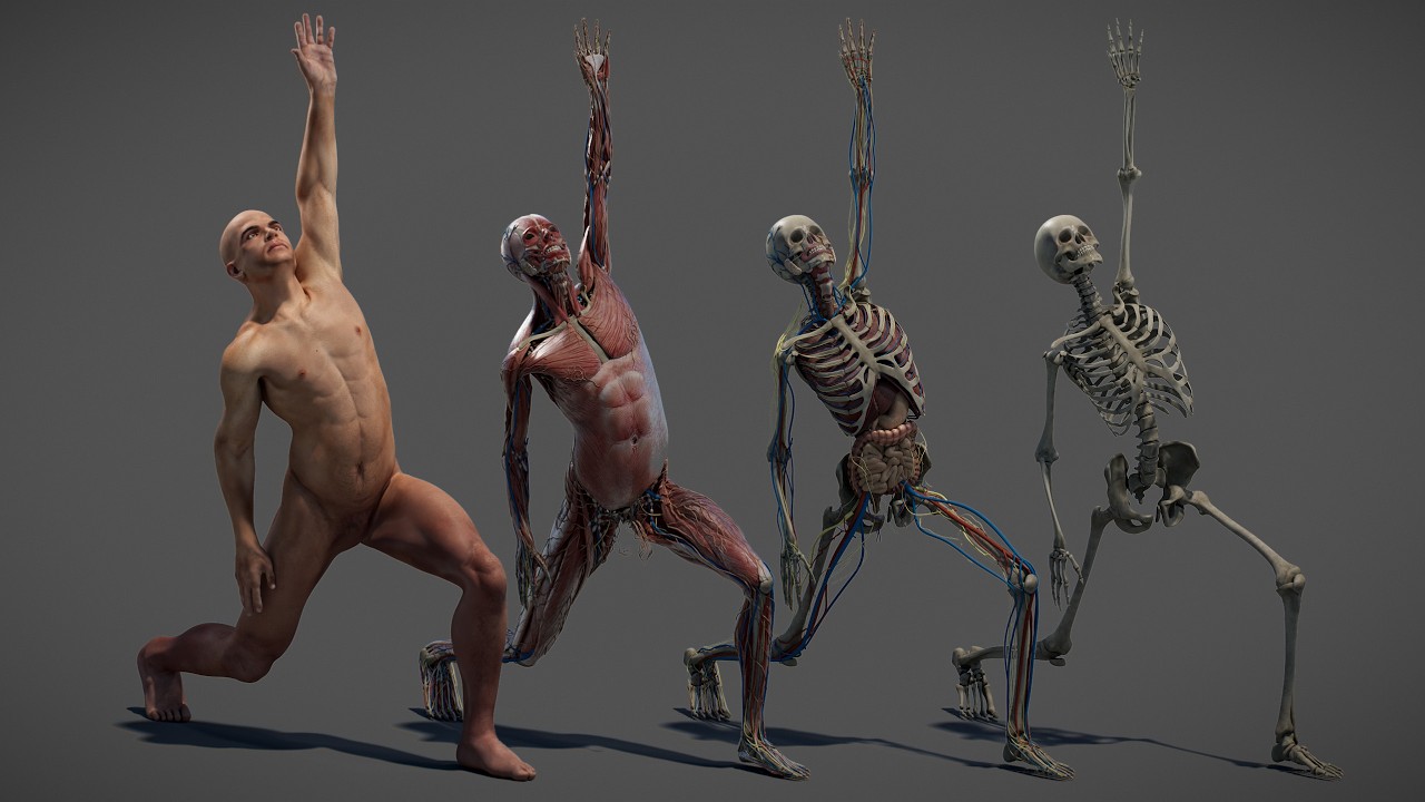 Male Anatomy Rigged Animated 3D Model