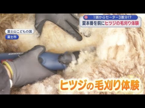 YouTube Video 暑い夏に備えてヒツジもクールビズ　静岡・富士市「富士山こどもの国」