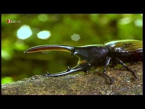 In Australiens Regenwald | Tier DOKU HD