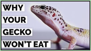 5 Reasons Your Leopard Gecko Isn