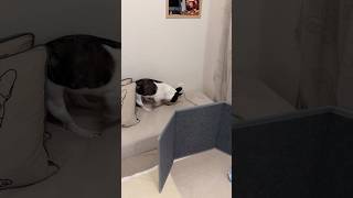 猛烈にソファーを掘るフレブルが、いつか温泉を掘り当てるんじゃないかと期待してる私です