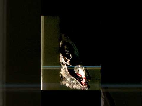 The Bear That Screams Like a Woman... 💀🐻 | Annihilation (2018)