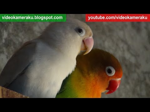 Lovebird Chirping Sounds - April-29-2018 (HQ Audio)