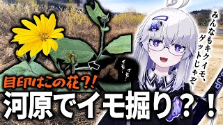 開幕ウパルチャンネルゥ~ 助かるほんま癖になるイントネーション - 【キクイモ】冬の河原で掘れるイモ?!掘って食べてみた!!【VEE/亞生うぱる】