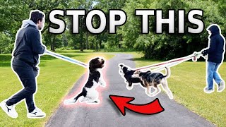 REACTIVE DOG TUTORIAL: Stop Barking and Lunging at Other Dogs
