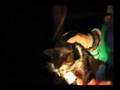 Cat Eats Bat