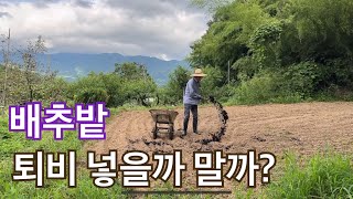 배추밭 만들기 두번째 하는 일 퇴비 꼭 넣어야 하나?
