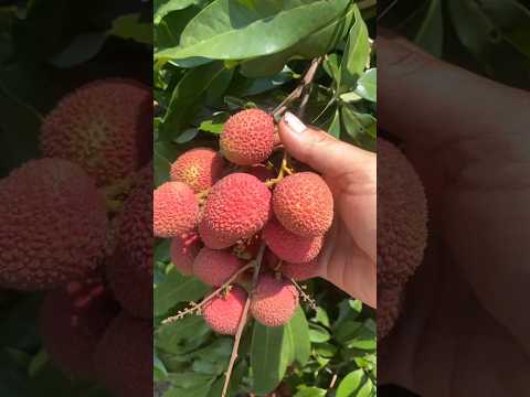 🍒The Absolute Best Way to Grow Your Litchi Tree at Home! #litchi #gardening