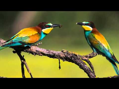 Birds of the Sierra Norte of Malaga