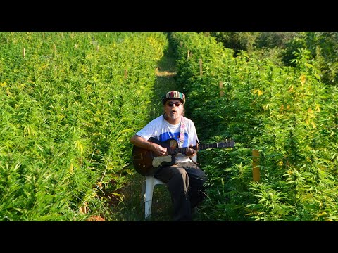 Marghera (Cannabis for Future edit) Pitura Freska (unofficial videoclip)