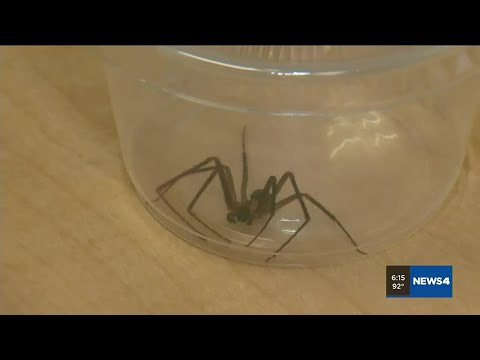Be aware of brown recluse spiders moving inside as temps go up
