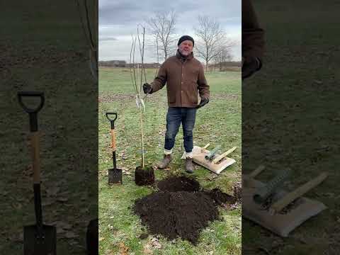 Lär dig mer om äppelträd av John Taylor! 🍎