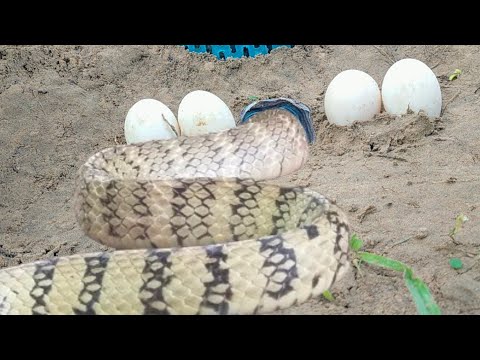 TOP 4 Video There are three types of underground snake traps and one type of quick snake trap