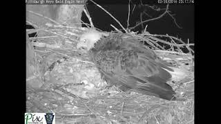 Hays Bald Eagles Mom fights Racoon 2014