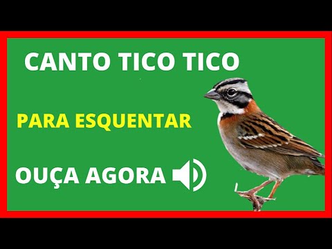 CANTO DO TICO TICO SELVAGEM EM 1 HORA PARA ESQUENTAR