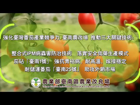 強化臺灣番茄產業競爭力 臺南農改場推動三大關鍵技術：整合式IPM、茄砧「臺南1號」、番茄「臺南25號」
