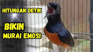 Download lagu AWAS ! murai batu gacor AMPUH BUAT PANCINGAN MURAI BATU MENJADIKAN murai batu agar cepat bunyi NYAUT mp3 Download lagu AWAS ! murai batu gacor AMPUH BUAT PANCINGAN MURAI BATU MENJADIKAN murai batu agar cepat bunyi NYAUT mp3