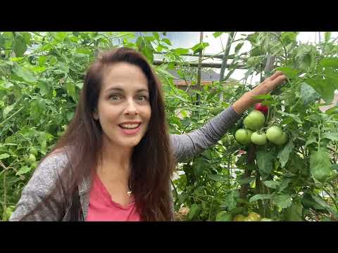 Disease-Resistant Vegetable Varieties from Johnny's • Tutorial with Niki Jabbour
