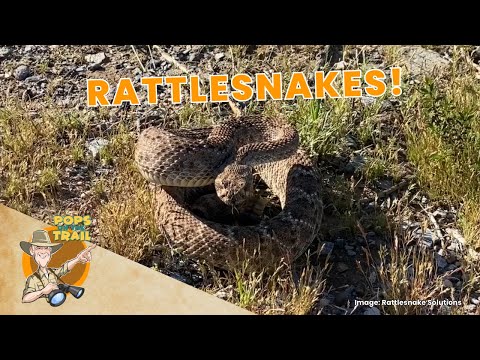 Pops on the Trail in Arizona | Rattlesnakes | Educational Video for Kids