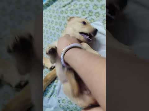 Bunny Tickles