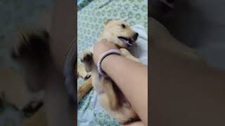 tickle tickle 🤣🤣🤣😁😁 #labrador #honey #bunny#shorts #trending #viral